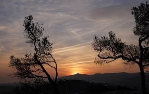 Silueta d'arbres a una posta de sol a Barcelona