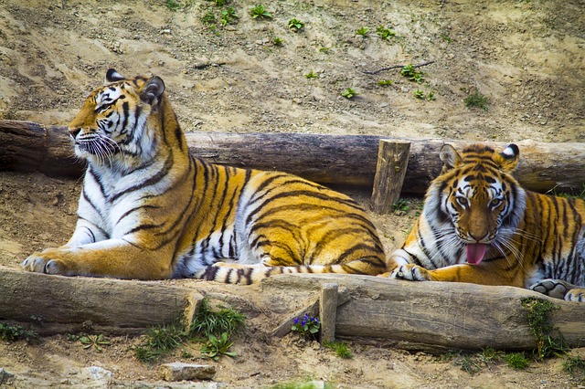 zoo de barcelona