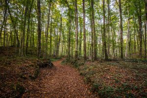 Imatge d'un bosc a la tardor