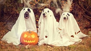 Gossos disfressats de fantasma per a Halloween