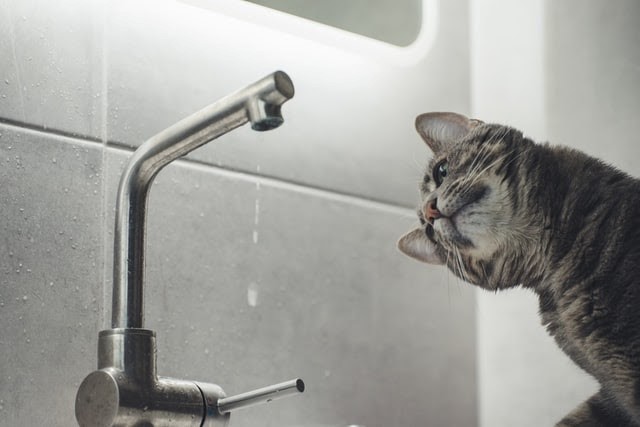 gat observant gotera d'aigua pica del bany