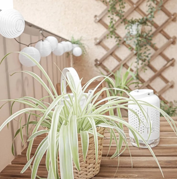terrassa petita decorada amb plantes boniques